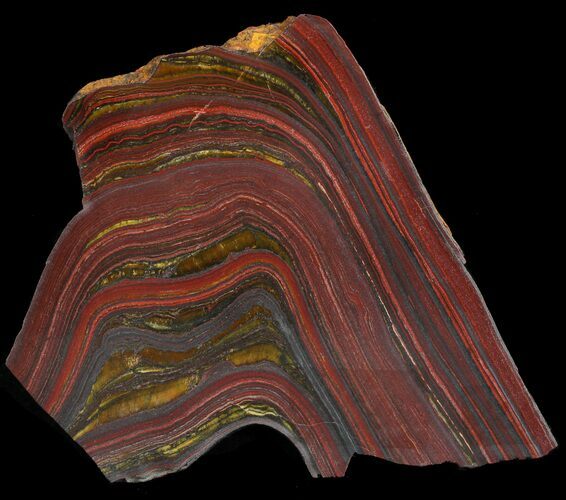 Polished Tiger Iron Stromatolite - ( Billion Years) #46653